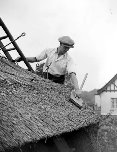 The craft of thatching - At work on thatching the picturesque Old Cottage
