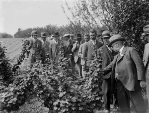 Orchard Prints: Currant plantation inspection. 1935