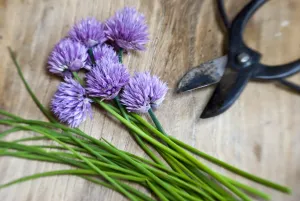 Herb Prints: Cut chives on wooden surface with Japanese scissors credit: Marie-Louise Avery