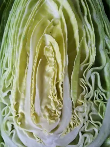 Green Prints: Cut face of sweetheart cabbage halved credit: Marie-Louise Avery / thePictureKitchen