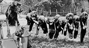 Animal Collection: Cute puppies hanging on the line