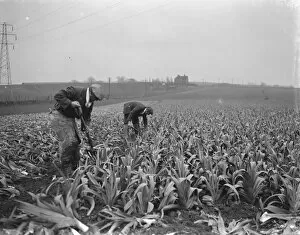 Plant Collection: Cutting leeks down in Dartford marshes. 1939