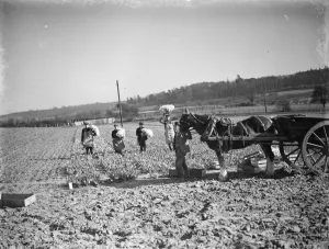 The daffodil harvest at Swanley in Kent. ( bunching ). 15 March 1938