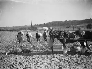 Picking Prints: The daffodil harvest at Swanley in Kent. ( bunching ). 15 March 1938