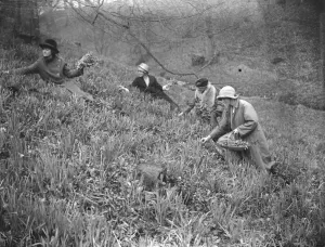 Picking Prints: Daffodil Valley, Godshill, Isle of White, where visitors may pick as many flowers