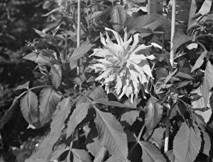 Leaves Collection: Dahlia bush at Dartford Central Park. 1936