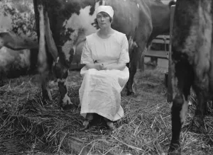 Decades Prints: At the Dairy Show atthe Agricultural Hall, London. Miss Buchanan, Scottish Champion
