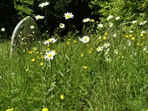 Daisies and buttercups in long grass in churchyard. Sussex, England UK credit