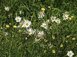 Marguerites Collection: Daisies and buttercups in long grass in churchyard. Sussex, England UK credit