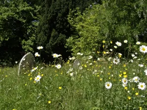 Daisies and buttercups in long grass in churchyard. Sussex, England UK credit