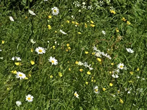 Summer Collection: Daisies and buttercups in long grass in churchyard. Sussex, England UK credit