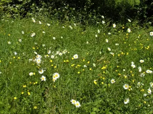 Daisies and buttercups in long grass in churchyard. Sussex, England UK credit