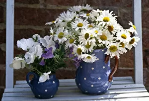 Outdoor Outdoors Collection: Daisies and pansies in spotted jug, on slatted blue chair. credit: Marie-Louise