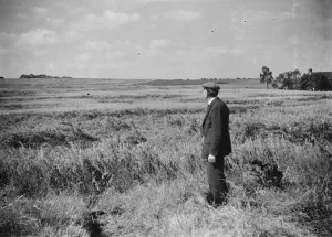 Farmer Prints: Damage to crops ( storm ). Farmer surveying his field. 1937