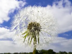 Blue Prints: Dandelion seedhead (clock) against cloudy blue sky credit: Marie-Louise Avery /