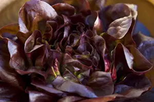 Dark red whole lettuce in wooden bowl credit: Marie-Louise Avery / thePictureKitchen