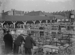 Pigs Prints: Dartford Fs Show. 1934