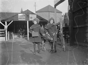 Dartford Fs Show. Calf and twins. 1934