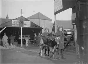 Sisters Prints: Dartford Fs Show. Calf and twins. 1934
