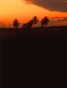 Paradise Prints: Dawn over rice fields, Sri Lanka