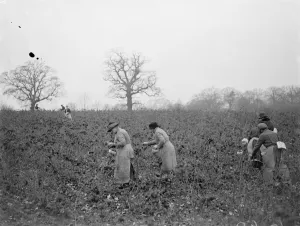 December raspberries. 1934
