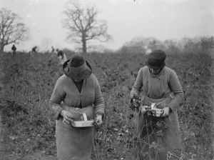 December raspberries. 1934