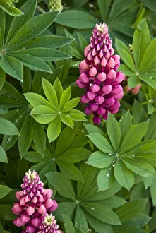 Gardens Prints: Deep pink lupins in herbaceous border showing water droplets on leaves credit