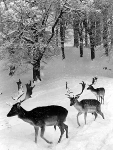Cold Prints: Deer in snow in Knole Park Kent 1960