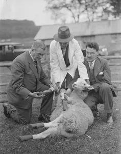 Adult Prints: Demonstrations at Wye Agriculture College of the new Dunlop rubber boots with sheep