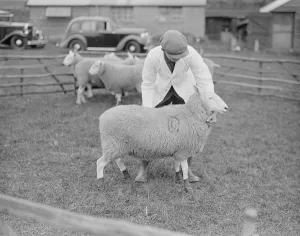 Demonstrations at Wye Agriculture College of the new Dunlop rubber boots with sheep
