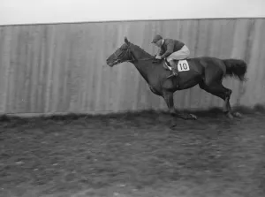 Derby Candidates. Hossan. 1927