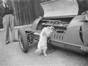 Trick Prints: A dog checks the engine of a racing car. 1939