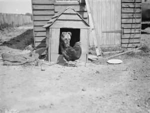 A dog and a chicken show friendship and respect. 1938