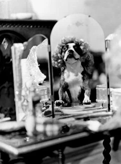 A Dogs Life Collection: Dog doing tricks - dressed up in wig in front of mirror