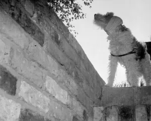 Dog with his ears bandaged against the noise of the bombs goes down into the air
