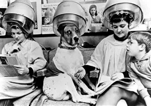 A Dog's Life Collection: Dog at the hairdresser