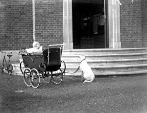 A Dog's Life Collection: Dog and Pram 1934
