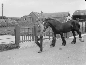 Terrier Prints: Dog riding on a horse, Borgue, Scotland. 1935