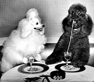 Dog socialites Candide and Koko on right have a dinner martini at the 400 Restaurant