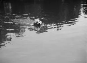 Pond Prints: Dog swimming at Chislehurst ponds. 1937