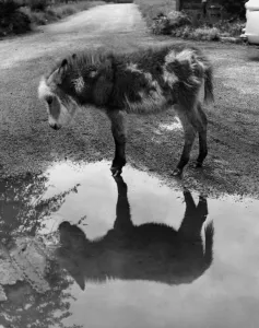 Donkey - The donkey temperament is completely different to that of its relative the horse