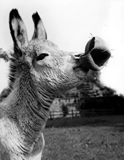 Cute Collection: Donkey Foal playing with a ball
