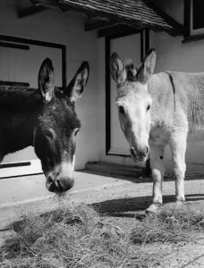 Lunch Prints: Donkey - lunchtime in the peace and quiet of The Blue Cross home and boarding for