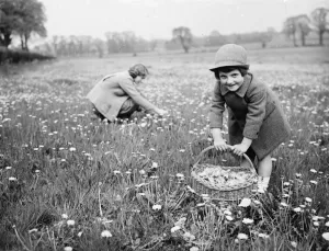 Cute Prints: Dorothy and Peggy picking dandelions in a field. 1936