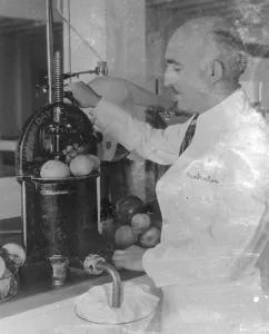 Dr A T Frascati an American scientist. Making perfume from crushed fruit. Photo shows