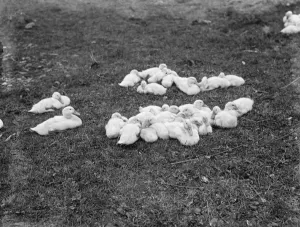 Bucket Prints: Ducklings in Lenham
