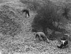 Dumping apples on Green Street Green in Dartford, Kent. 1937