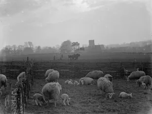 Lamb Prints: The early lambing season brings a lovely sight at Horton Kirby in Kent. 1936
