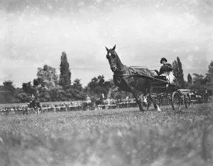 Cart Prints: East Berks Maidenhead Horse Show Mrs Raymond Phillips driving her Gipsy Princess 1928