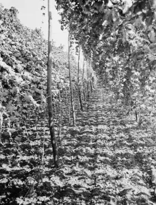 Plants Prints: East Malling Research Station open day. A row of hops. 1937